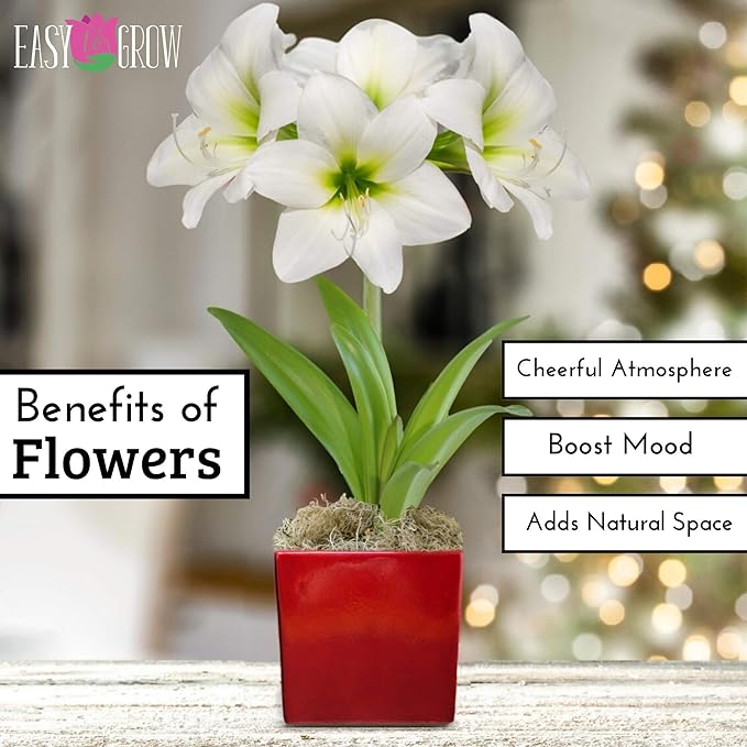 Easy to Grow Amaryllis 'White Christmas' Pre-Planted Bulb Indoor Gift Kit in a Silver Square - White Flowering Blooms in 4 to 8 Weeks
