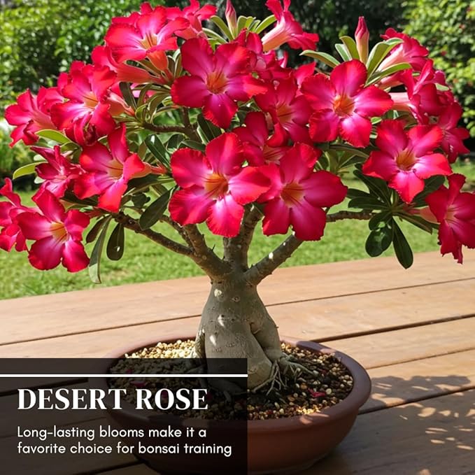 20 Mixed Color Desert Rose Seeds to Grow | 20 Seeds | Adenium Obesum Seeds to Grow.. Exotic Bonsai Plant