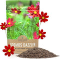 Dazzler Cosmos Wildflower Seeds - Bulk 1/4 Pound Bag - Over 20,000 Fresh Open Pollinated Non-GMO Flower Seeds - Stunning Bright Petals - Drought Tollerant