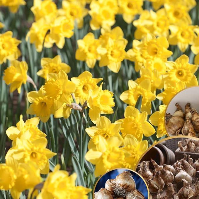20 Daffodil Bulbs for Fall Planting, Spring-Blooming Narcissus Bulbs, Bulk Top Size Bulbs for Gardens, Borders and Flowerbeds Planting (Yellow Daffodil Bulbs)