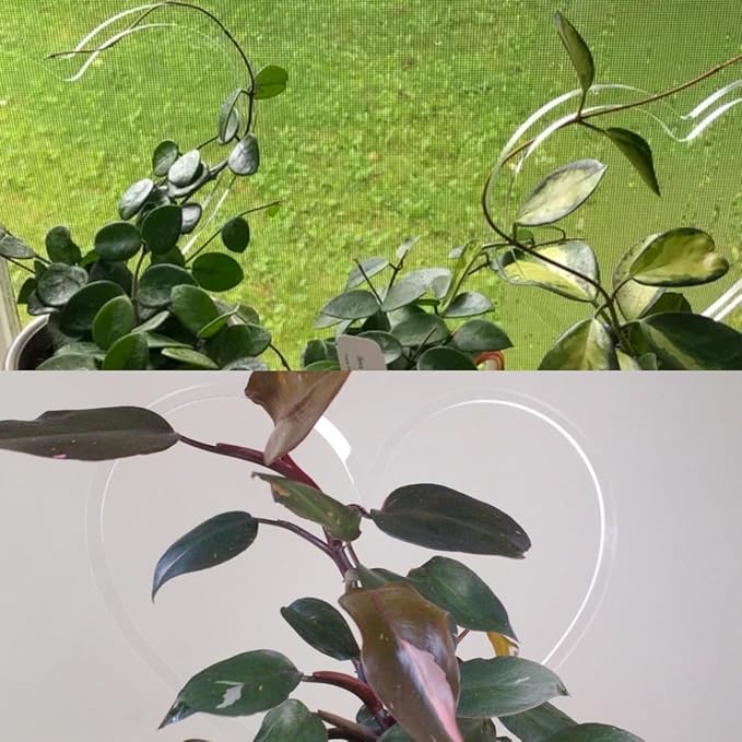 CHENRUI Heart Shape Super Clear Acrylic Indoor Plant Trellis, Hoya Trellis, Houseplant Trellis, Plant Gift, Plant Support and Growth (6'' x 6.5'')