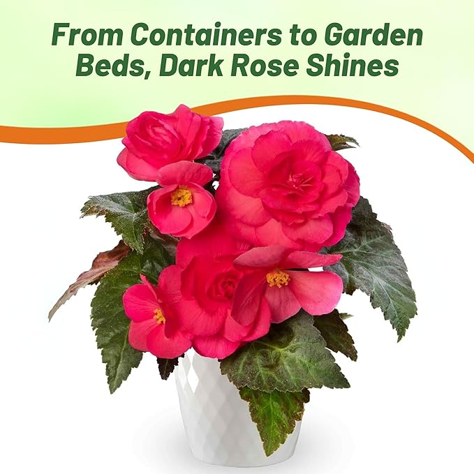 Outsidepride Dark Rose Limitless Begonia Seeds for Planting - 25 Pcs Perennial Flower Seeds with Large Blooms, Arching & Pendulous Growth Habit, for Containers, Hanging Baskets, or Landscape Plantings