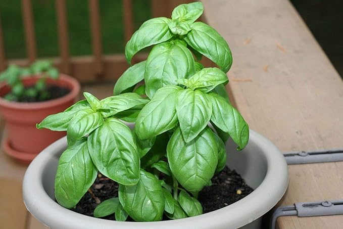Seeds4planting - Seeds Genovese Basil Indoor Herb Non GMO Heirloom for Planting