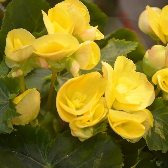 100+ Begonia Flower Seeds for Planting, Perennial Mixed Color Begonia Seed, Non-GMO Heirloom Begonia Flower Seeds for Bonsai Decoration, Home Garden