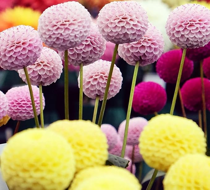 Rare Dahlia Seeds – 100+ Non-GMO Compound Petals Heirloom Seeds - High-Yield Mixed – Attracts Butterflies & Pollinators