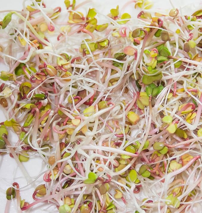 "COOL BEANS n SPROUTS" Brand, Radish Duo Sprouting Mix, 1/2 Pound / 8 Ounces, This is a Mix of Daikon Radish and Red Radish Seeds.
