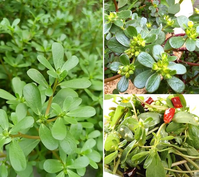 Golden Purslane Seeds Edible Portulaca Oleracea Sativa Non GMO Heirloom 600pcs