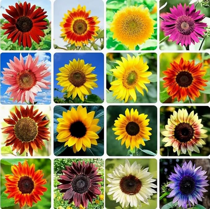 30PCS Mixed Color Sunflower Seeds for Planting Non-GMO Flower Seeds Heirloom