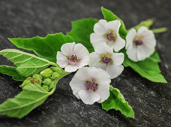NIKA SEEDS - Seeds Herb Marshmallow (Althaea Officinalis) - 100 Seeds