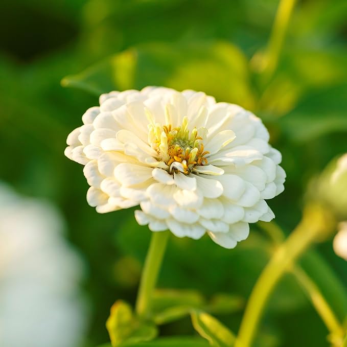 Eden Brothers Zinnia Seeds - Polar Bear, Non-GMO Seeds for Planting, Packet | Low-Maintenance Flower Seeds, Plant During Spring, Zones 3, 4, 5, 6, 7, 8, 9, 10