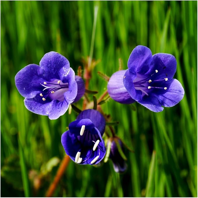 Seed Needs, California Bluebell Seeds - 800 Heirloom Seeds for Planting Phacelia campanularia - Annual Blue Flowers to Plant an Outdoor Butterfly Garden (1 Pack)