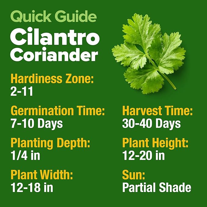 HOME GROWN 1000+ Cilantro Seeds for Planting Indoors or Outdoors - Non-GMO Heirloom Herbs, Coriander Plant Seeds, Herb Seeds Collection for Herb Garden (Coriandrum sativum)
