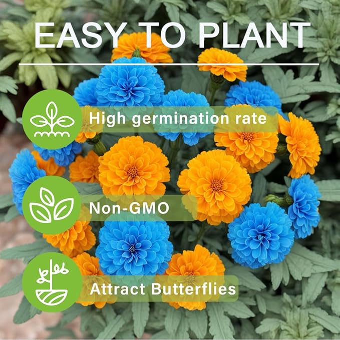 850+ Perennial Marigold Flower Seeds for Planting Outdoor-Rare Swan Tagetes Flower Seeds Plant for Your Garden Home