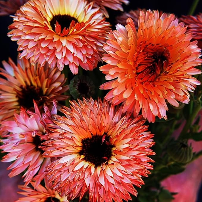 1000 PCS Marigold Seeds for Planting-Non-GMO Heirloom African Marigold Seeds- Heat & Drought Flower Seed Blooms Home Garden Flower to Plant Open Pollinated Annual Flowers