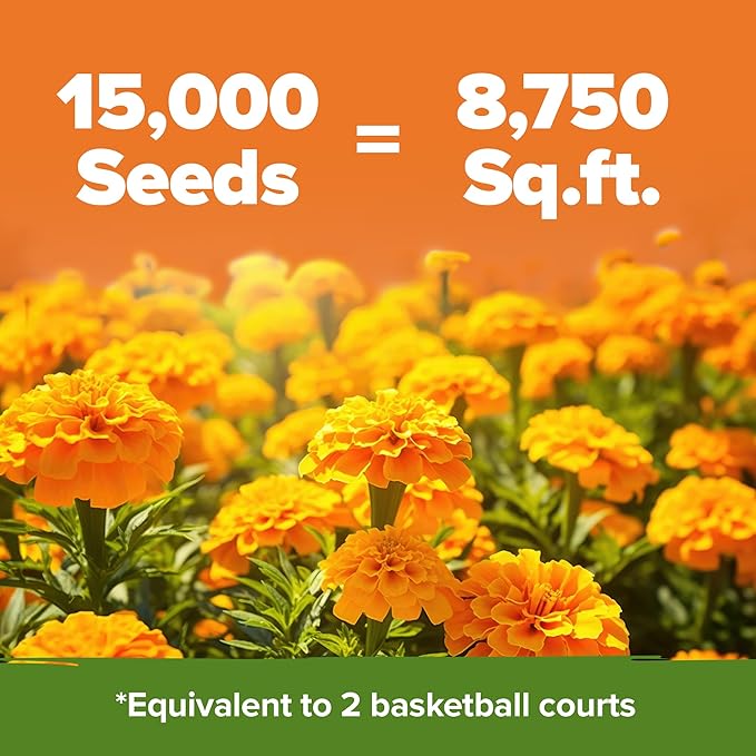 HOME GROWN Crackerjack Marigold Seeds 2.05oz - 15,000 Flower Seeds Planting Outdoor, Large Bulk Pack, High Germination, Companion Planting, Orange (Tagetes erecta)