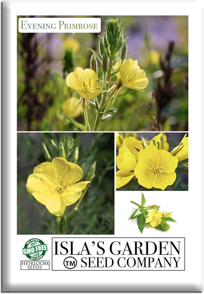 Evening Primrose Mix Flower Seeds (Oenothera lamarckiana) – 1500+ Heirloom Seeds per Packet, by Isla’s Garden Seeds, Bright Yellow Night-Blooming Flowers for Home Gardens, Borders & Naturalized Areas