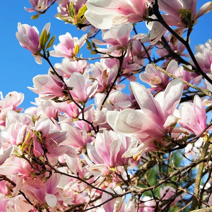 10 Seeds Mixed Magnolia Flower Seeds Fragrant Tree Perennial Ornamental Plant Shrub Fragrant Cut Flowers Attracts Birds & Butterflies Garden Outdoor