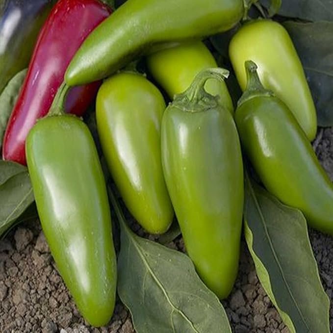 Jalapeno M Hot Pepper Garden Seeds - 1 Oz - Non-GMO, Heirloom, Organic Vegetable Gardening Chili Seed