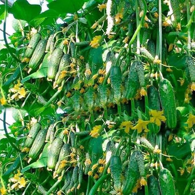 Seeds Rare Cucumber Titus F1 45 Days Vine Pickling Vegetable Non GMO