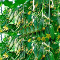 Seeds Rare Cucumber Titus F1 45 Days Early Pickling Vegetable for Planting Non GMO