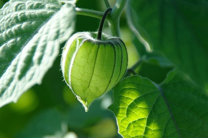Seeds4planting - Seeds Mexican Husk Tomatillo Green Physalis Vegetable Non GMO Heirloom for Planting