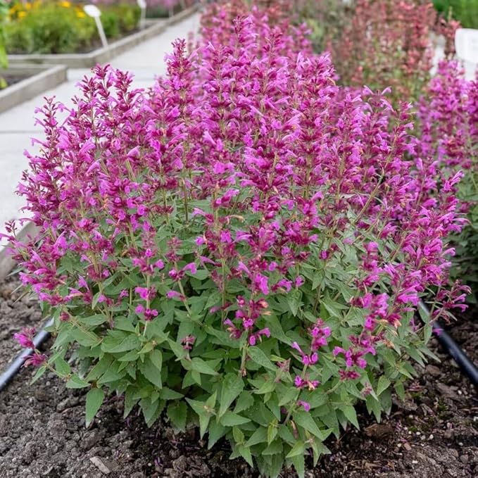 Mixrug Lavender Giant Hyssop Seeds for Planting, 100+pcs Rare Perennial Anise Hyssop Flower Seeds Plants, Non-GMO Heirloom Open Pollinated Beauty Home Garden for Outdoors