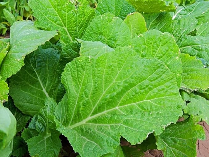 Florida Broadleaf Mustard Green Seeds,100 Count "COOL BEANS N SPROUTS" Brand. Home Gardening.