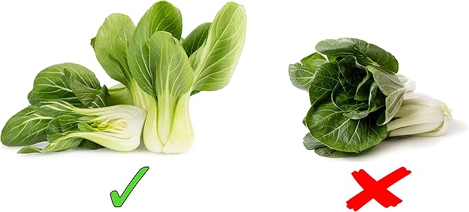 1000 Baby Bok Choy Seeds - Shanghai Green Stem - Heirloom Non-GMO Vegetable Seeds for Planting - AKA Pak Choi, Pok Choi, Chinese Cabbage