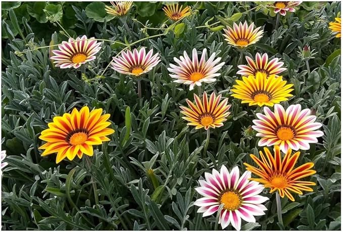 Seeds Treasure Flower Mix/African Daisy Gazania/Perennial Flowers