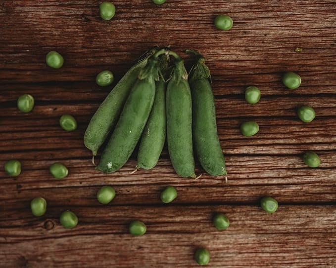 Caseload Pea - 50 Seeds - Extra-Early Pea Variety, Heavy-Yielding Dwarf Pea, Non-GMO, Heirloom Pea Seeds for Planting in The Home Garden, Thresh Seed Company