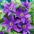 50 Dark Purple Clematis Seeds Bloom Climbing Non-GMO, Heirloom Seeds Perennial Flower Seeds Garden Flower