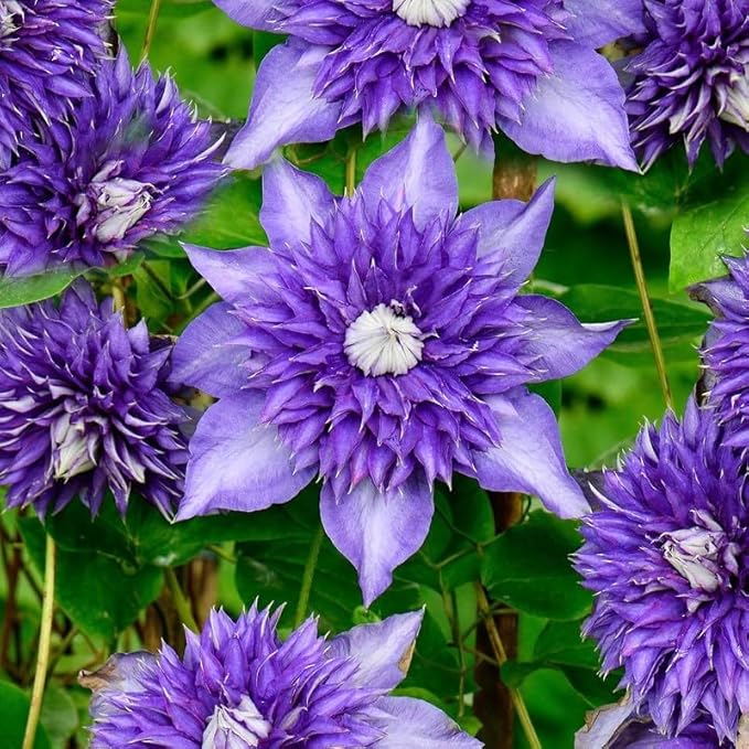 200+Perennial Mixed Clematis Vine Flower Seeds for Planting Outdoor-Clematis Hybridas Plant Garden Home Non-GMO