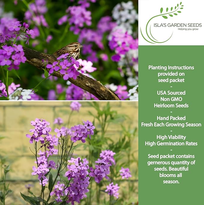 Dame's Rocket Flower Seeds, 1000+ Non-GMO Heirloom Seeds, Vibrant Purple/Pink/White Blooms, Pollinator-Friendly, Easy-Grow Hesperis matronalis, Isla's Garden Seeds for Stunning Gardens
