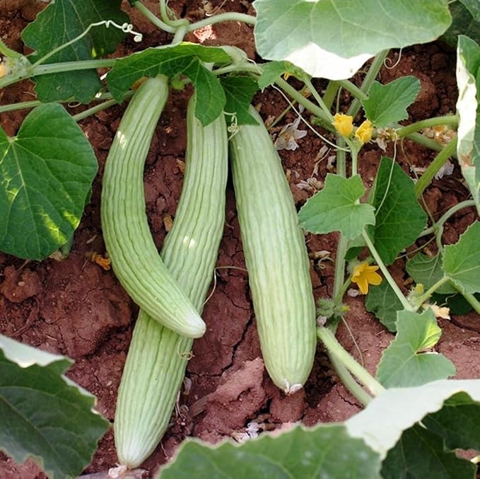 Seeds Armenian Cucumber - Open-Pollinated - Heirloom Vegetable - GMO Free