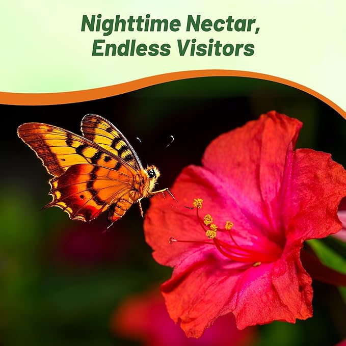 Outsidepride Red Four O'clock Flower Seeds - 1/4 lb Perennial Fragrant, Trumpet-Shaped Blooms, Deer-Proof & Easy to Grow, for Pollinator & Evening Gardens, Containers, Hedges, or Borders