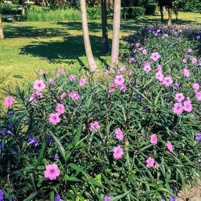 Set 6 Dwarf Pink Mexican Petunia Plants Live, Perennial Outdoor Growing, Startrer Size 4-6" in Tall, Long Blooming Season, Landscapes, Borders, Ground Cover