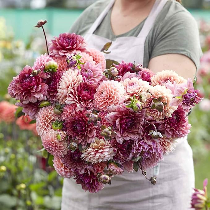 Eden Brothers Dahlia Bulbs - Christine Mix