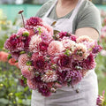 Eden Brothers Dahlia Bulbs - Christine Mix