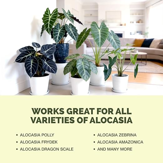Alocasia Fertilizer – Liquid Plant Food for Bigger Leaves, Stronger Roots & Healthy Tropical Growth, 8 oz