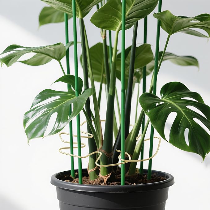 5pcs Plant Stem Support, Support Frame For Outdoor & Indoor Plant Growth Stereotypes-Small