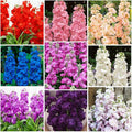 290+ Mix Matthiola Stock Flower Seed for Planting Outdoor-Mixed Matthiola Incana Flower Plant for Garden Home Non-GMO