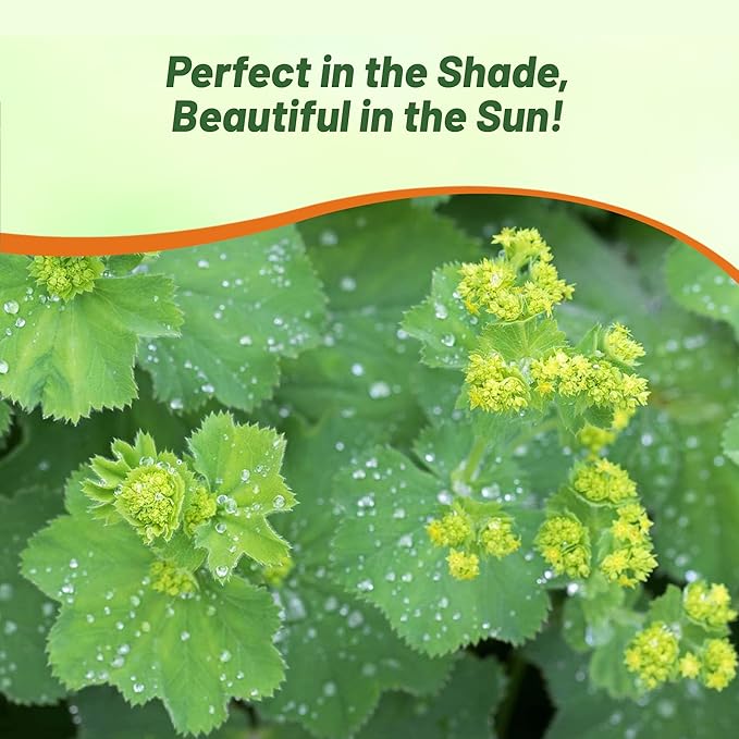 Outsidepride Lady's Mantle Seeds - 1000 Pcs. Perennial, Versatile & Low Maintenance, Flower Seeds for Planting Clustered Yellow Blooms with Velvety Foliage for Cut Flower Bouquets & Pollinator Gardens