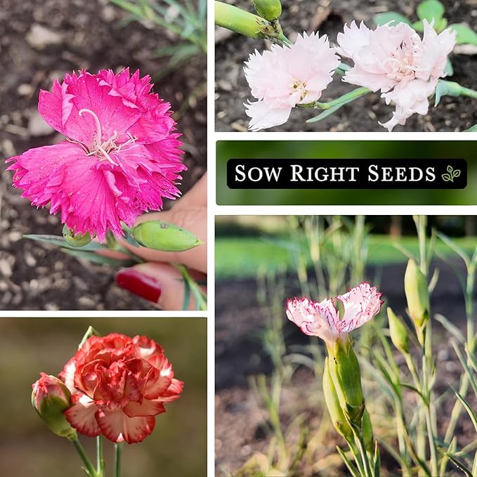 Sow Right Seeds - Chabaud Mix Carnation Seeds for Planting - Non-GMO Heirloom Dianthus Variety Ideal for Outdoor Gardens - Grow Large Carnation Plants - Easy to Sow and Bloom Beautiful Flowers (2)