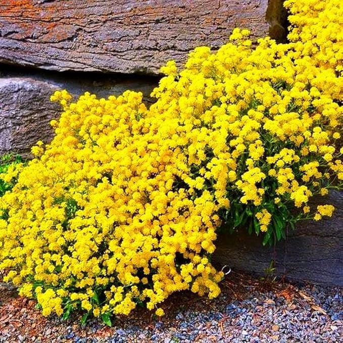 2000+ Mix Creeping Thyme Seeds Ground Cover for Planting - 4 Perennial Thyme Non-GMO Heirloom Lavender hues, Purple, Red, Yellow Beautiful Flower