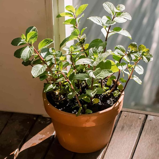 4 Live Chocolate Mint Plants, Herb Mint Plants Live, 4-8 Inch Tall Herbs Starter Plant for Home Garden, Container Grow, No Pot