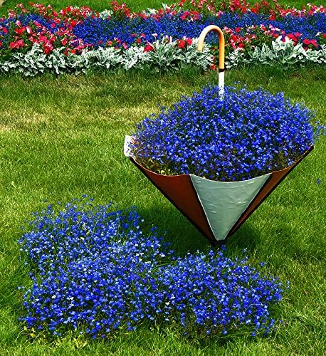 Seeds Lobelia Blue Сascade Cardinal Annual Flowers for Planting 1000 Seeds