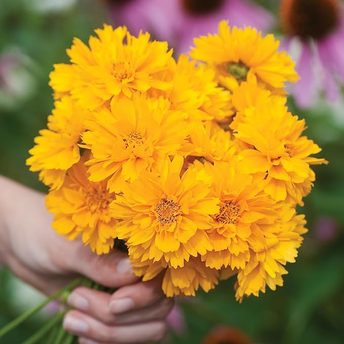 Burpee Early Sunrise Coreopsis Seeds - AAS Winner Perennial Flower
