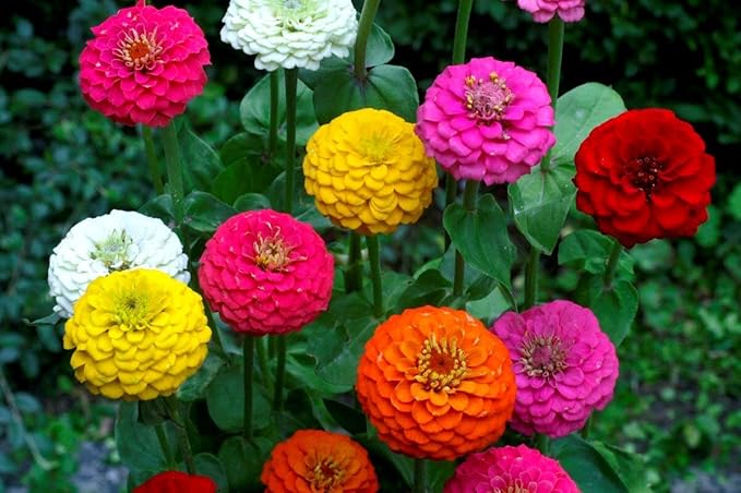 Seeds Terry Zinnia Seed Mix Common Zinnia 100+ Seeds for Planting Garden Flowers Non-GMO Annual