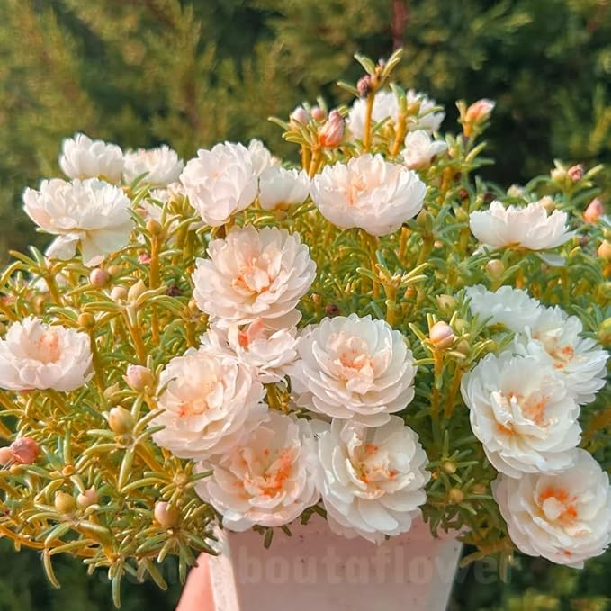 Double Moss Rose Seeds for Planting, 10000pcs Rare Portulaca Grandiflora Rose Flower Seeds, Heirloom Non-GMO Ground Cover Home Garden Flowers for Outdoors