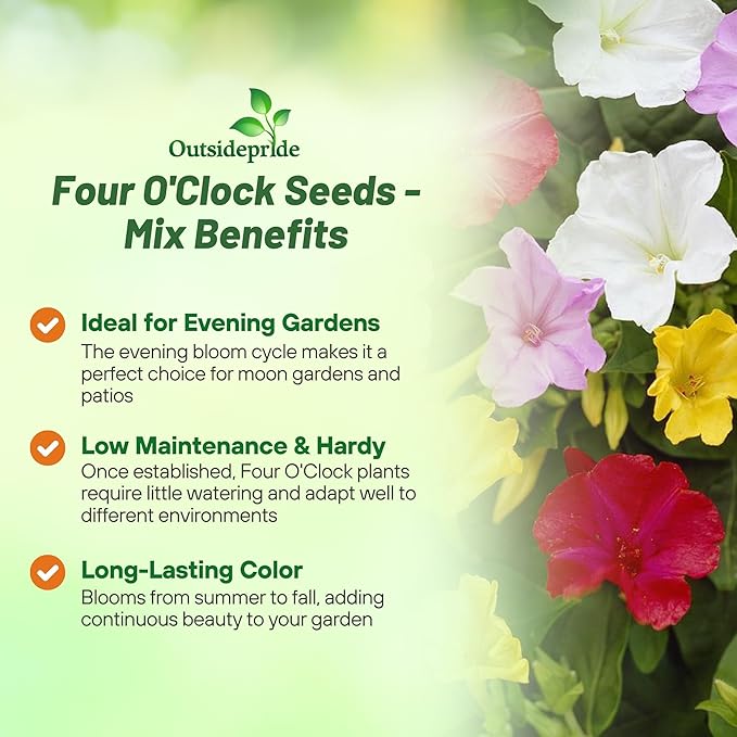 Outsidepride Mixed Four O'clock Flower Seeds - 1 lb Perennial Fragrant, Trumpet-Shaped Blooms, Deer-Proof & Easy to Grow, for Pollinator & Evening Gardens, Containers, Hedges, or Borders